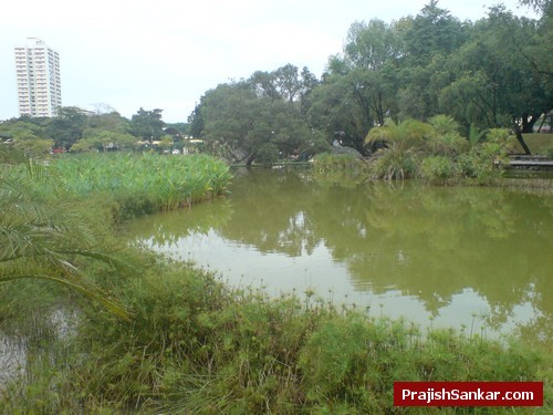 Toa Payoh Town Park lake and water plants