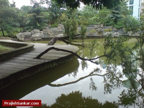 Toa Payoh Town Park trees growing towards water